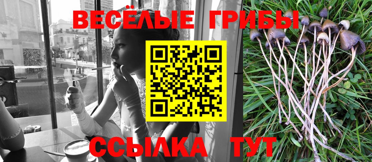 Галлюциногенные грибы Psilocybine cubensis Москва